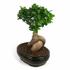 This means that the trunk has almost completely rotted. Bonsai Large Ginseng Ficus Bonsai From Easternleaf Com The Large Ginseng Ficus Has A Beautiful Thick Trunk This Ficus Bonsai Is Very Easy To Prune And Water The Ginseng Ficus Bonsai Tree