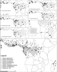 Image result for Entandrophragma delevoyi