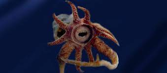 Promachoteuthis Sulcus Weird Animals Animals Animals Beautiful