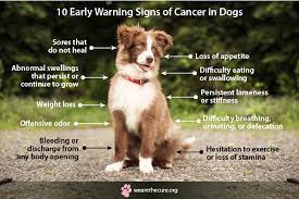 If your dog is listing to the right or left and seems to be asymmetrical (i.e., leaning or stumbling when he tries to move,) it could indicate that a tumor is pressing on or stressing part of his brain used for movement. 10 Early Warning Signs Of Cancer In Dogs National Canine Cancer Ftd