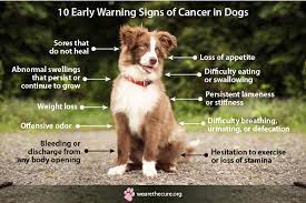 Many dogs with cancer will show no signs, at least initially. 10 Early Warning Signs Of Cancer In Dogs National Canine Cancer Ftd