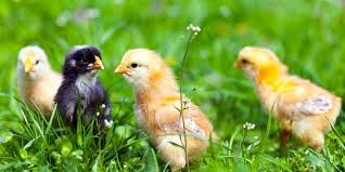 Can Baby Chicks Eat Mealworms The Hip Chick