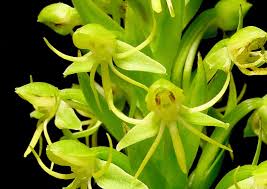 Image result for Habenaria riparia