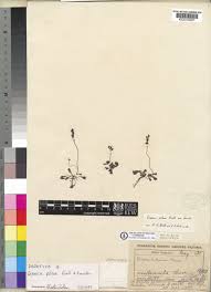 Image result for Drosera pilosa