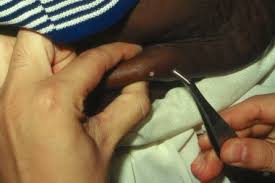 Image result for Oncinotis