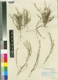 Image result for Muraltia