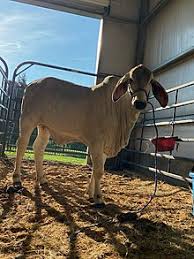 Brahman cattle may vary in color depending on the goals of the cattlemen who breed them, but their genetic purity does not. Brahman Cattle Wikipedia