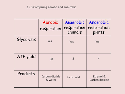 What is aerobic respiration in animals. Ppt Respiration Powerpoint Presentation Free Download Id 1872216