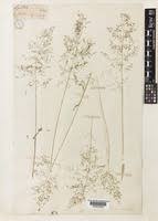 Image result for Sporobolus ioclados