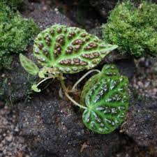 Image result for Begonia squamulosa