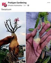 Image result for Ctenium somalense