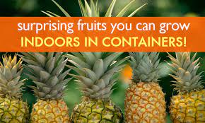 Of course, once you get over the planting, caring, and waiting for fruit. 6 Surprising Fruits You Can Grow Organically Indoors In Containers