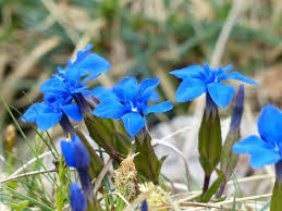 フデリンドウとは？その特徴や花言葉をご紹介！ハルリンドウとの違いは？ | BOTANICA