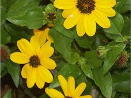Gallery of florida wildflowers, insects and other creatures, some recommended books about nature, and a new camera florida wildflowers was established as a site in 1995 when the world wide web was just beginning to be used by the public. Where Wildflowers Grow Florida S Wildflowers Butterflies