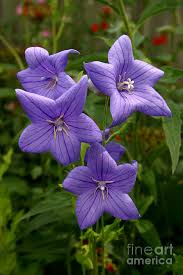Flowers by steve is located in methuen city of massachusetts state. Balloon Flowers Photograph By Steve Augustin