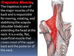 This article covers the anatomy of the deep muscles of the back, including their function, blood supply, innervation, origin and insertion. Anatomy Of Back Muscle