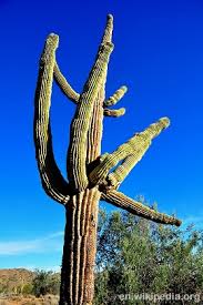 You want to avoid eating much in the desert. Wilderness Survival 9 Edibles To Find In The Desert Survivopedia