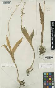 Image result for Liparis nervosa