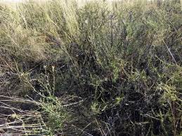 Image result for Pegolettia senegalensis