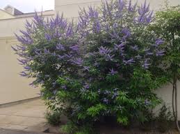 Check spelling or type a new query. 39 Small Trees Under 30 Feet For A Small Yard Or Garden Dengarden