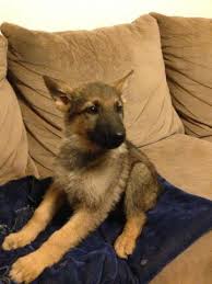 Our breeding stock is here on site and impressive to say the least. Akc German Shepherd Puppies 9 Weeks Old For Sale In Phelan California Classified Americanlisted Com
