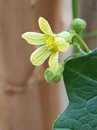 Image result for Zehneria parvifolia