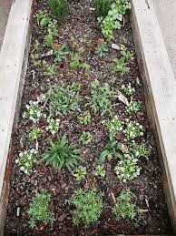 Use raised beds or fencing if/when necessary. Raised Garden Beds What Size Is Best Deep Green Permaculture