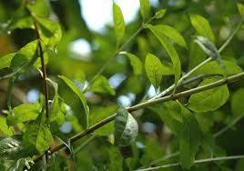Henna Plant Seeds Lawsonia Inermis Indian Mehandi Medicinal Herb Natural Dye For Hair And Skin Tattoo Medicinal Herbs Henna Plant Planting Seeds