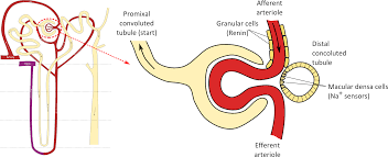 Macula Densa Cells It Is Located Near The Vascular Pole Of The Glomerulus And Its Main Function Is To Re Problem Based Learning Junior Doctor Medical Practice