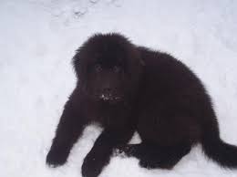 Apart from normal play in a fenced yard, make sure that your newfypoo puppy gets the chance to swim and work its muscles. File Newfoundland Puppy Snow Jpg Wikipedia