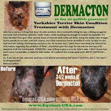 Pin On Itchy Dogs With Red Sore Skin Hair Loss Get Relief With Natural Treatments