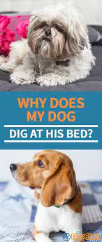 pin on for the doggies