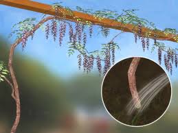 The wisteria impresses with its extremely lavish blossoms and its intensive, pleasant scent like no other garden or bucket plant. How To Grow Wisteria With Pictures Wikihow