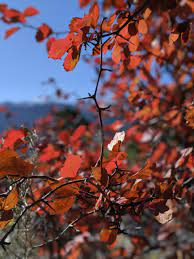 When initially planting, do not bury the crown of the plant deeper than 3 inches. Crown Point Red Bush 2 Cascade Chamber Of Commerce