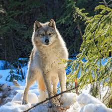 As unoriginal as its title, david hayter's wolves is yet another hoary, hairy transformation narrative featuring lycanthropy as. Killing Nearly 500 Wolves In A Year Failed To Protect Endangered Caribou Study Conservation The Guardian