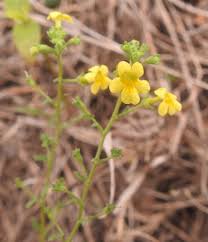 Image result for Jamesbrittenia fodina × huillana