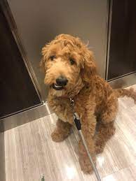 The goldendoodle is bred to be a family companion dog that may. Lawsuits Forever Love Puppies Accused Of Selling Sick Dogs