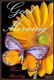 Blessed Good Morning Morning Good Morning Good Morning Blessing Good Morning Picture Quotes Beautiful Butterflies Orange Butterfly Butterfly