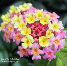 Seasonal Flowers Gardening And Diy Projects Trees To Plant Lantana Seasonal Flowers