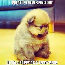 Top 79 Funny And Cute Puppies Memes Funny Puppy Memes Puppy Meme Puppies Funny