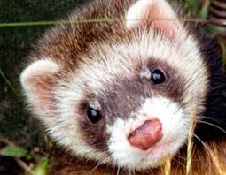 Planeta animal is in santos, sao paulo, brazil. Animais De Estimacao Furao