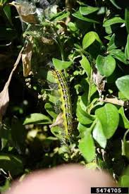 Image result for caterpillar box tree moth inside buxus plant
