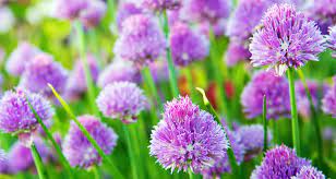 Maybe you would like to learn more about one of these? 10 Plants That Are Known To Keep The Bugs Away Farmers Almanac