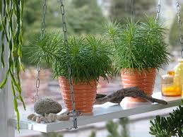 Image result for Senecio barbertonicus