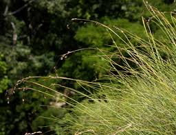Image result for Coleochloa