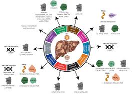 Hepatitis a is highly contagious and can spread from person to person in many different settings. Molecular Mechanisms Of Viral Hepatitis Induced Hepatocellular Carcinoma