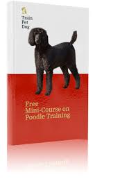 Find poodle dogs and puppies from oregon breeders. Poodle Training Temperament Health Trainpetdog