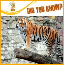 Did You Know Tiger S Legs Are So Powerful That They Can Remain Standing When Dead Tigers Have Been Known To Have Been Shot Bleed Ou Tiger Animals Stand Up
