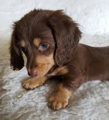 Annual cost of owning a mini dachshund puppy. M I N I A T U R E L O N G H A I R E D D A C H S H U N D P U P P Y Zonealarm Results