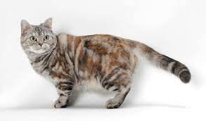 American Shorthair Cat Breed Information